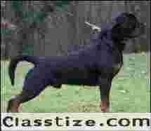 Buy Top Quality Rottweilers Dog for Sale Across Faridabad – Limited Stock