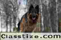 German Shepherd Puppies for Sale in Delhi NCR Today