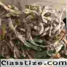 Dried Psilocybe Azurescens