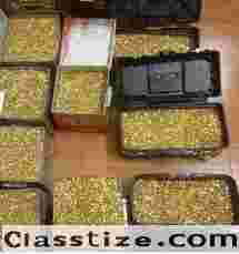 WhatsApp(+371 204 33160)Gold Bars For Sale-Gold Bars -Buy gold bars for sale poland-Buy gold bars today in Romanian 