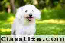 Buy Cute Bichon Frise Puppies in Delhi NCR