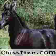 Powerful Arabian Stallion for Elite Breeders – Hu Saud Amirr