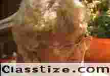 Assisted Living in San Pedro USA