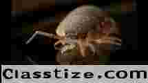 Top Pest Control Companies – Safe & Effective Solutions
