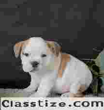 Very sweet and lovely female English Bulldog for Adoption. 