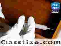 Professional Termite Treatment in Delhi | Pest Cure