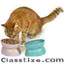 Kitty City Raised Cat Food Bowl Collection/Stress Free Pet Feeder and Waterer and Slow Feed Bowls