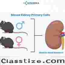 Mouse Kidney Primary Cells- Ideal for Renal Research