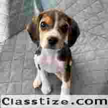 Beagle puppies for sale in USA