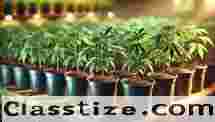 Clones for Sale Online