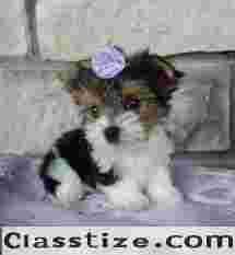 GET YOUR TEACUP YORKIE PUPPY