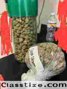Signal::+(34)607218704) BUY WEED IN USA,MARIJUANA SEEDS FOR SALE ONLINE