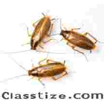 Roach Prevention in Somerset County, NJ