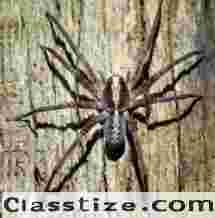 Trusted Spider Control Services in NJ