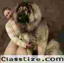 Top Small Dog Breeds at Great Prices: Perfect Pets for Your Home