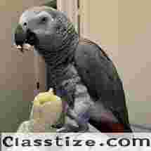 Africa Grey Parrot