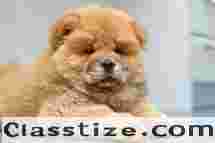 Top Dog Boarding in Delhi with Best Prices
