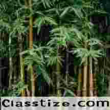 Bamboo Removal Contractor and Bamboo Contractor at Long Island, Suffol