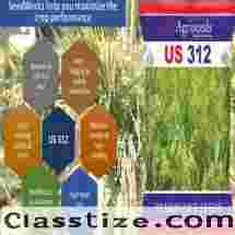 Hybrid Tomato Seeds Suppliers in India