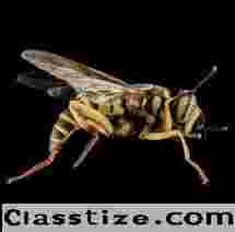 Yellow Jacket Removal in Bergen County, NJ | ALCO Animal & Pest Control