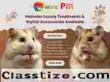  Syrian Hamsters, Cage, Wheel & Food – All in One Place