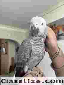 Congo RedTail African grey parrots 