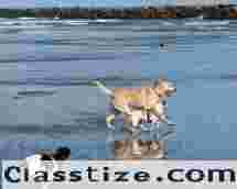 San Diego Pet-Friendly Accommodations | Comfortable & Convenient Coastal Stays