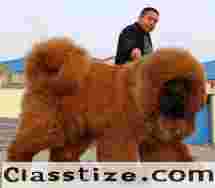 Dog Boarding Prices in Delhi: Affordable Rates for Happy Pets