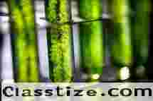  Algae Biorefinery Systems for Biomass Conversion and Valuable Product Recovery