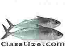 Fresh Mackerel Fish Suppliers
