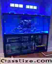 Discover Amazing Aquariums with JKFish Services
