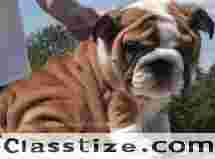 Find Cute Puppies for Sale in Faridabad Today