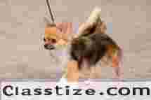 Puppies for Sale in Faridabad | Healthy & Playful Puppies