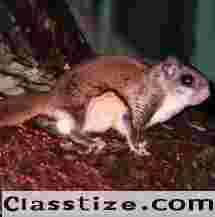 Flying Squirrel Control in NJ – ALCO Animal & Pest Control