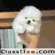 Pomeranian Puppies for Sale