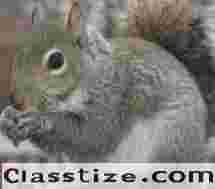 Squirrel Control in NJ – ALCO Animal & Pest Control