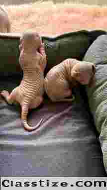 SPHYNX