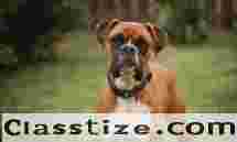 Popular dog breeds ideal for Indian families