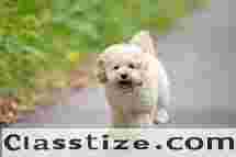  Best Maltipoo Dog for sale in Ghaziabad | testifykennel.co.in | Contact Us Me 9971331250