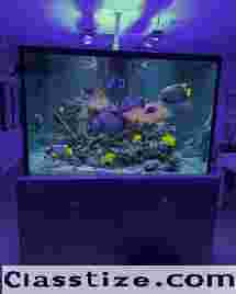 Transform Your Space with JKFish's Exquisite Fish Tanks