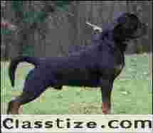 Best Rottweiler Dog For Sale In Noida |  testifykennel.co.in | Contact Us Me 9971331250
