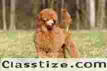 Best Toy Poodle Puppies For Sale In Bahadurgarh |  testifykennel.co.in | Contact Us Me 9971331250