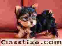 TINY YORKIES PUPPIES ADOPTION CENTER