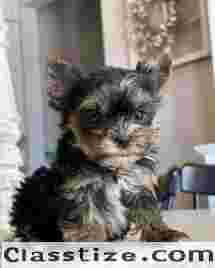 TEACUP YORKIES FOR ADOPTION