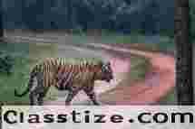 Have the best tiger safari experience with Sharad Vats Safaris