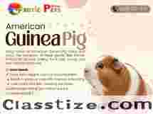 Buy American Guinea Pig – Perfect Pet for Families