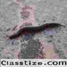 Centipede Control New Jersey | ALCO Animal & Pest Control