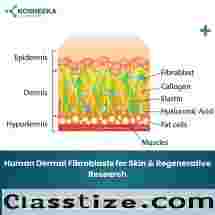 Human Dermal Fibroblasts for Skin & Regenerative Research