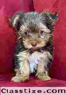 AKC REGISTERED TEACUP YORKIES AVAILABLE