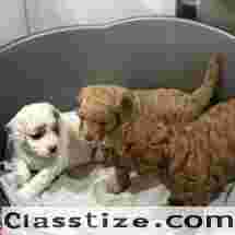 cavapoo puppies for sale